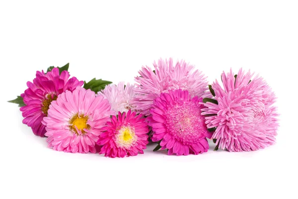 The mix of colors of pink aster isolated on white background — Stock Photo, Image