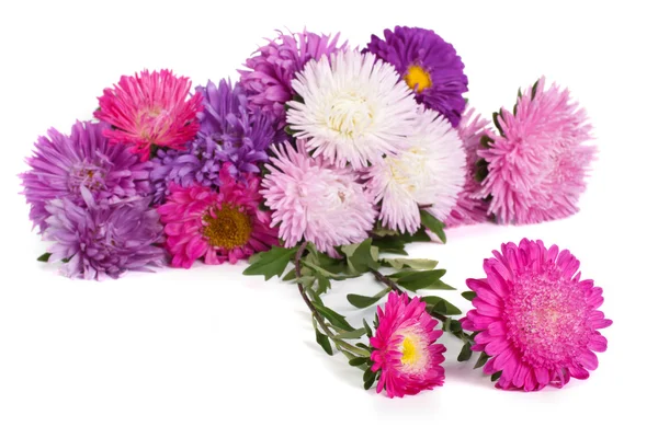 Flores de otoño aster aisladas sobre fondo blanco — Foto de Stock