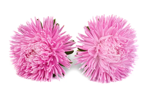 Two pink aster flower isolated on white background — Stock Photo, Image