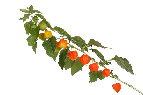 Branch with ripe physalis isolated on a white background — Stock Photo, Image