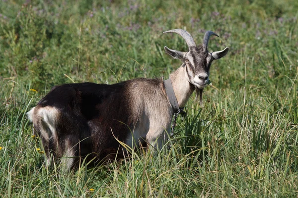 Сірий козел стоїть в зеленій траві в пасовищі — стокове фото