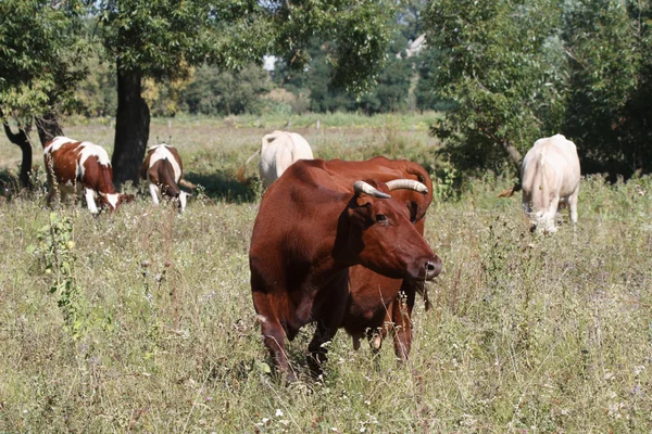 Bruin koe op een weiland — Stockfoto