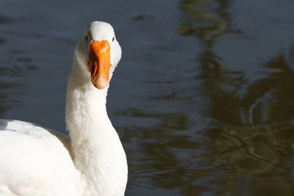 Vit gås nära vatten — Stockfoto