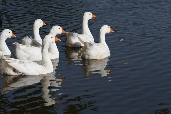 Ein Schwarm weißer Gänse schwimmt auf dem Fluss — Stockfoto