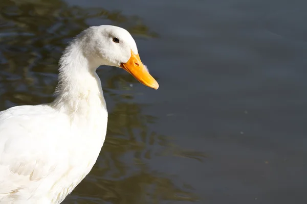 Weiße Gans in Wassernähe, Nahaufnahme — Stockfoto