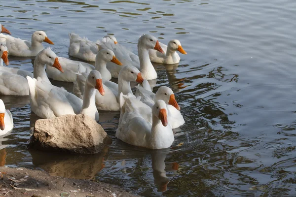 Domácí husy plavat na řece — Stock fotografie