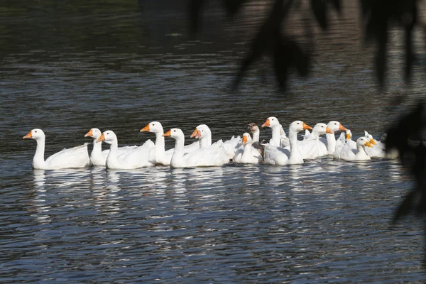 En stor flock av vita gäss simning på floden — Stockfoto