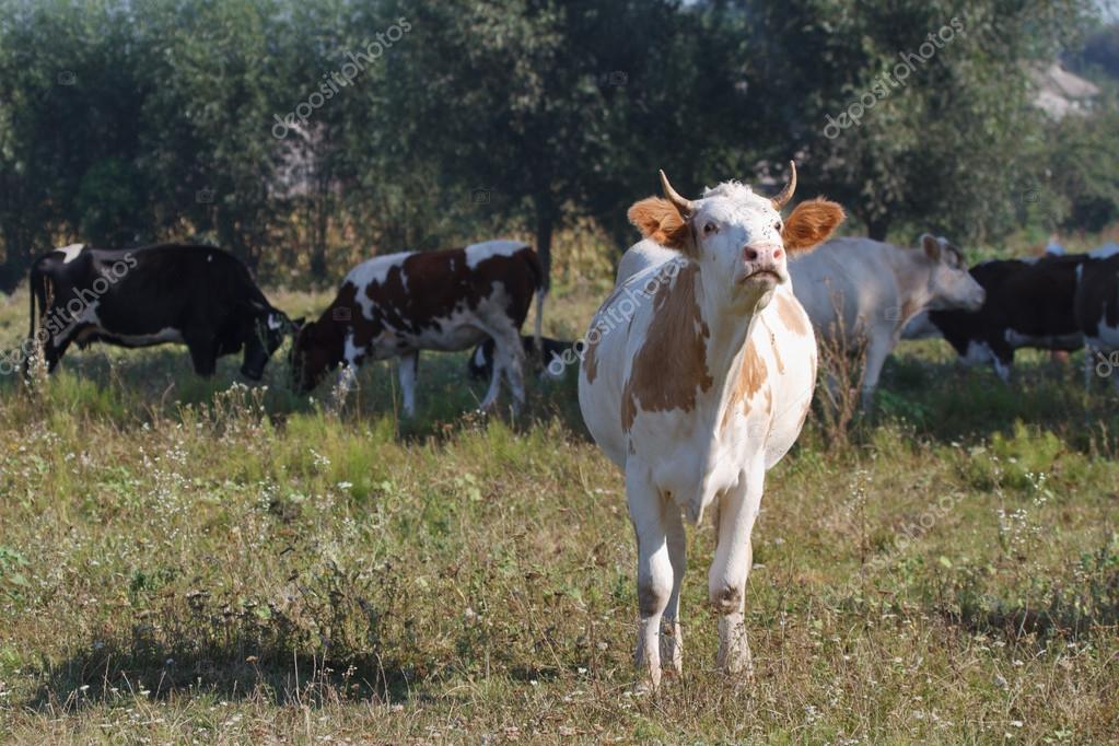 MUGGITO MUCCA DA SCARICA
