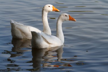 bir su birikintisi üzerinde iki beyaz kaz