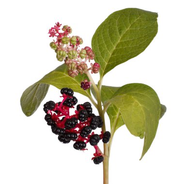 Pokeweed olgun meyveler ve izole yaprakları ile