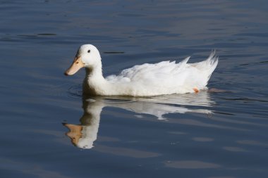 mavi su üzerinde yüzen beyaz ördek
