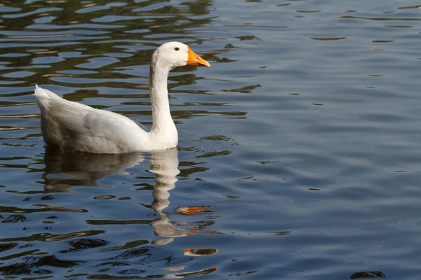 Flutuando pelo rio fêmea ganso branco — Fotografia de Stock