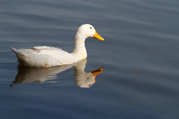 Schöne weiße Ente schwimmt. Reflexion — Stockfoto