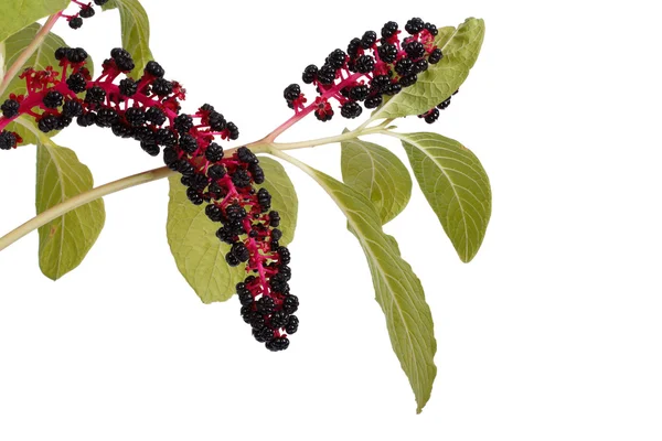 Pokeweed mérgező bogyókkal, elszigetelt, fehér — Stock Fotó