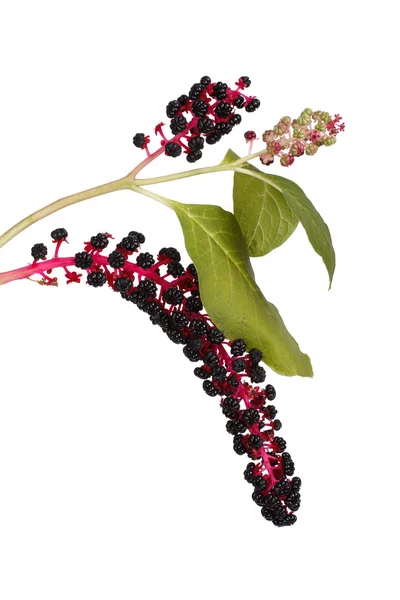 With poisonous pokeweed berries isolated on a white — Stock Photo, Image