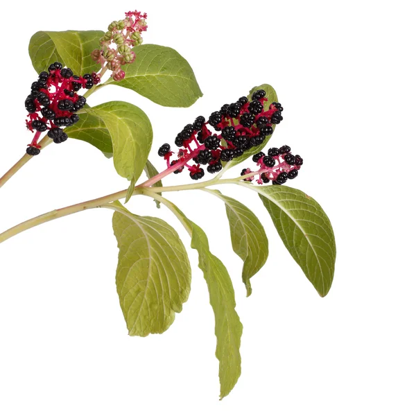 Twee takken met pokeweed bessen geïsoleerd — Stockfoto