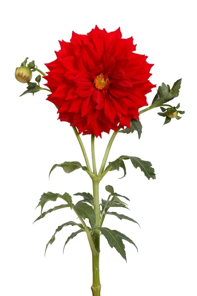 Flor de dalia roja con un tallo y brote aislados — Foto de Stock
