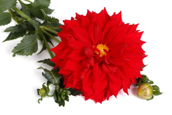 Stor röd dahlia med en knopp som isolerad på vit — Stockfoto