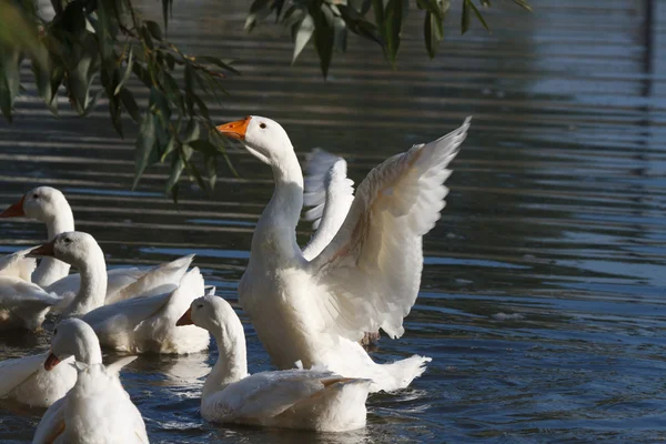 Gansos blancos agitaron sus alas en el agua —  Fotos de Stock