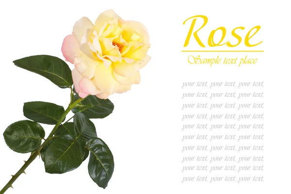 Λουλούδι των κίτρινων τριαντάφυλλων που απομονώνονται σε λευκό φόντο — Φωτογραφία Αρχείου