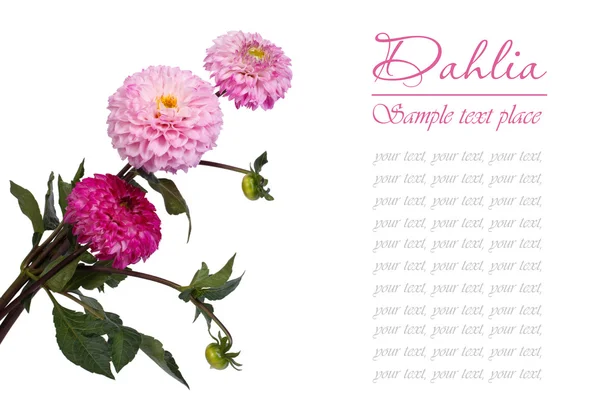 Bouquet di dalia rosa isolato su fondo bianco. testo — Foto Stock