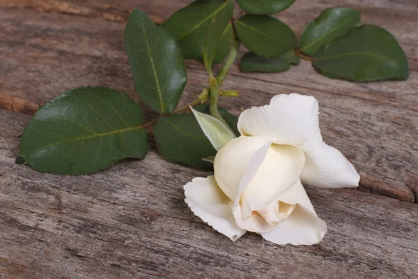 Beautiful white rose on an old wooden table — Stock Photo, Image