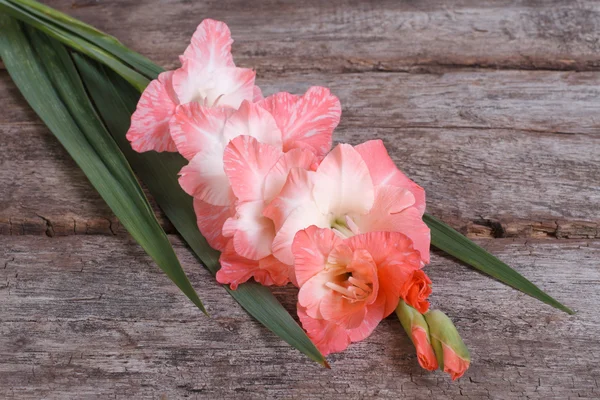 Mjuk rosa gladiolus blomma på gamla träbord — Stockfoto