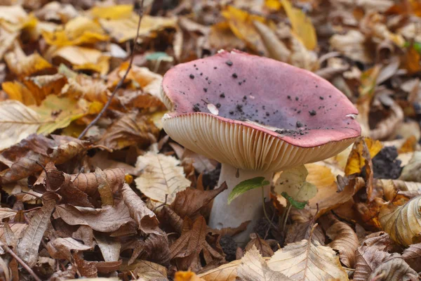 Mushroom Russula in the autumn forest — Stock Photo, Image