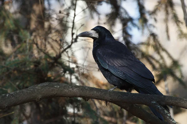 Black crow sitting on a tree branch in a forest — Stock Photo, Image