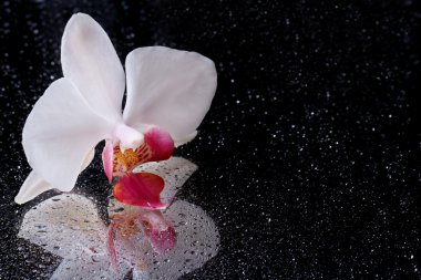White orchid with water drops isolated on black. Reflection clipart