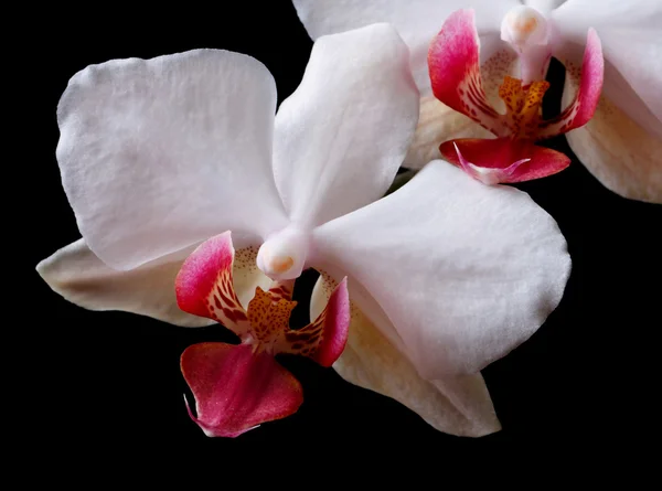 Bloemen Witte orchidee geïsoleerd op zwarte achtergrond. — Stockfoto