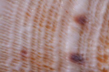 doku, deniz kabukları yakından görmüş. Makro