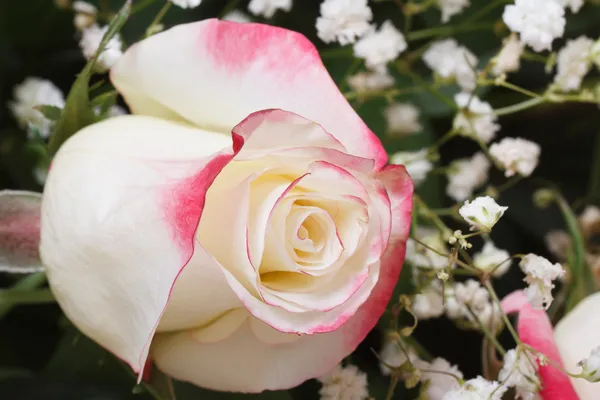 Белая роза с розовыми краями лепестков с гипсофилой — стоковое фото