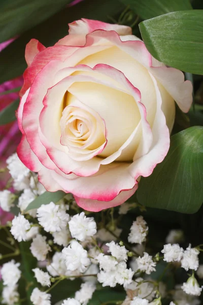 Witte roos met roze randen met baby van adem bloemen. — Stockfoto