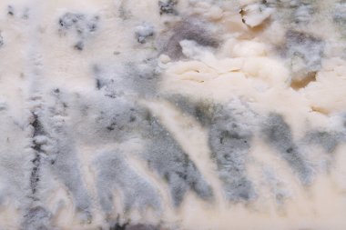 mavi peynir doku portre. Makro