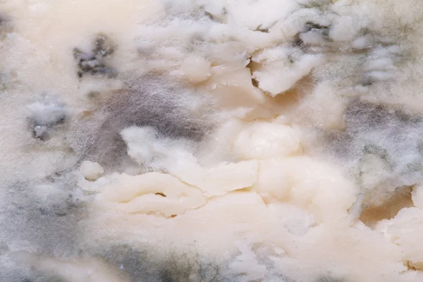 Blue cheese mold texture closeup — Stock Photo, Image