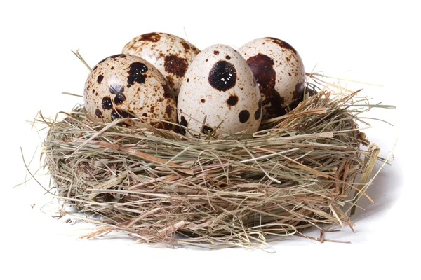 Bıldırcın yumurtası beyaz izole saman bir yuvada — Stok fotoğraf