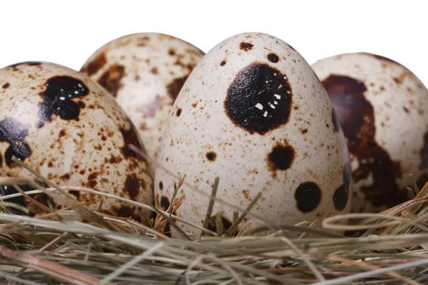 Quail eggs in a nest isolated on a white macro. Horizontal — Stock Photo, Image