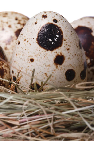Bir yuvaya bıldırcın yumurtası. Makro. dikey — Stok fotoğraf