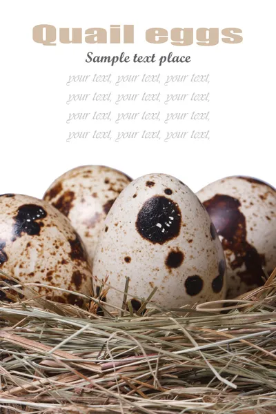 Easter card: quail eggs in a nest — Stock Photo, Image