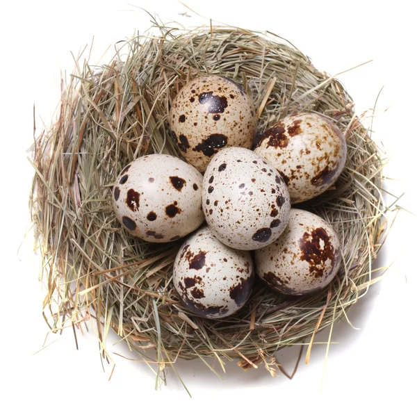 Quail eggs in a nest macro. top view — Stock Photo, Image