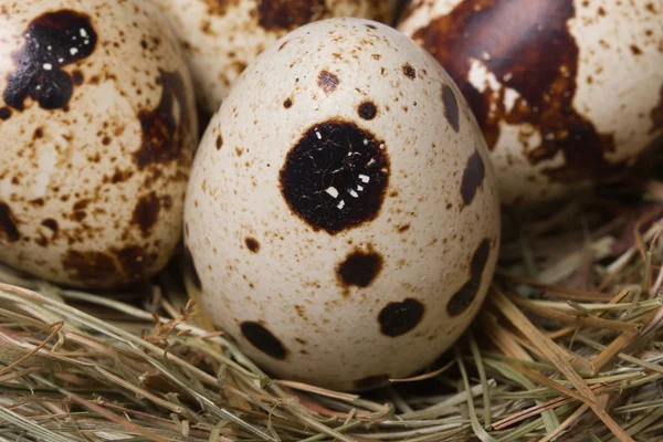 Fresh quail eggs in nest close up. macro — Stock Photo, Image