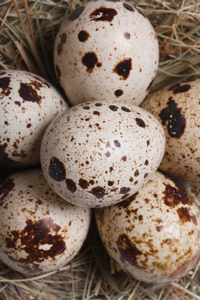 Quail eggs in nest close up. macro. vertical — Stock Photo, Image