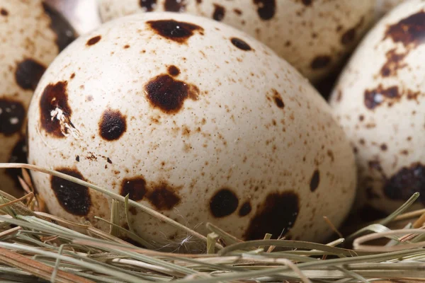 Quail eggs in nest closeup. macro. vertical — Stock Photo, Image