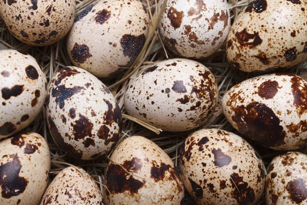 Background quail eggs in hay closeup. macro. — Stock Photo, Image