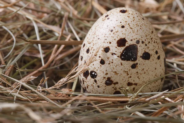 One quail eggs in hay horizontal — Stock Photo, Image
