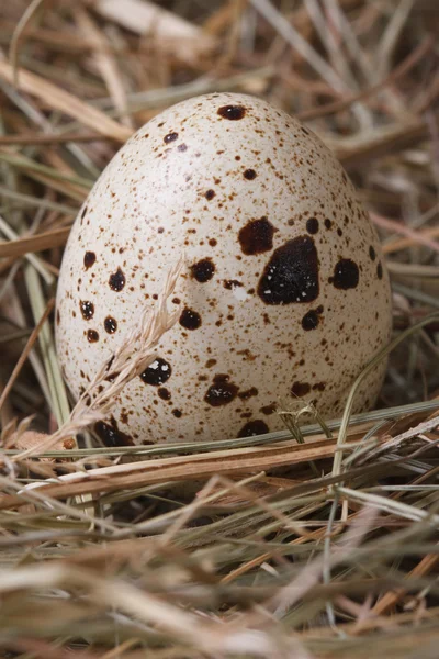 One quail eggs in hay closeup — Stock Photo, Image