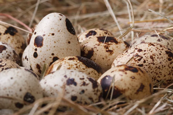 Many quail eggs in hay closeup. macro. — Stock Photo, Image