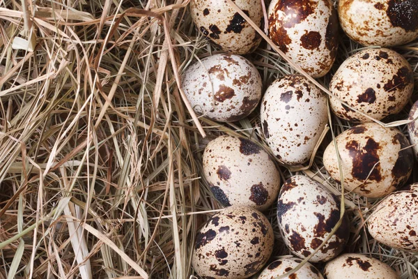 Quail eggs on a hay closeup. macro. horizontal. — Stock Photo, Image
