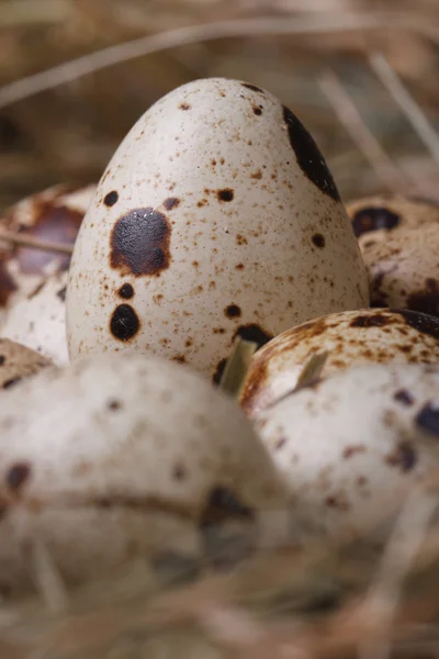 Bıldırcın yumurtası saman taşımak üstünde. Makro — Stok fotoğraf